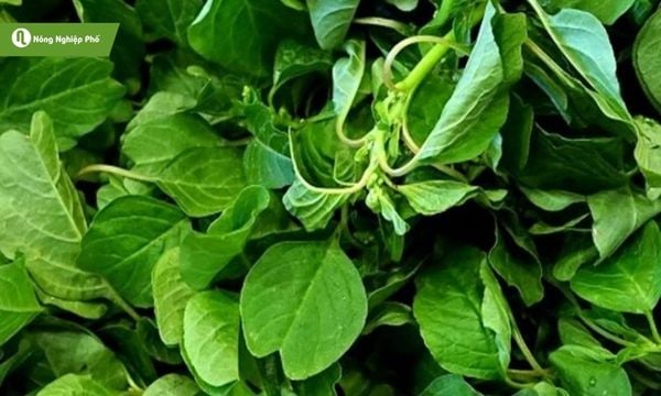 Rau dền phù hợp để trồng ban công