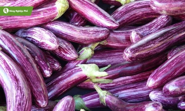 Cà tím chỉ cần đặt ở nơi nhiều nắng và tưới nước đều đặn