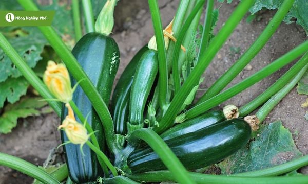 Bí ngồi có thể thu hoạch liên tục trong suốt mùa vụ