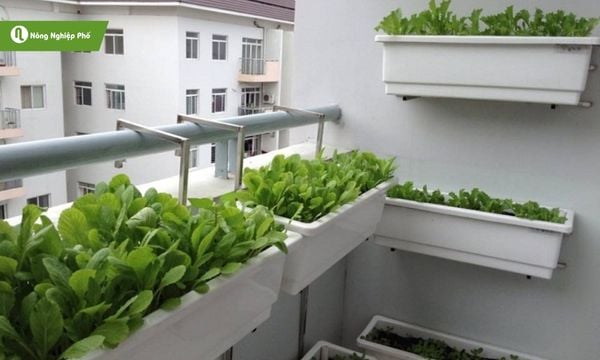 Trồng rau ở ban công tiện dụng và tạo không gian xanh