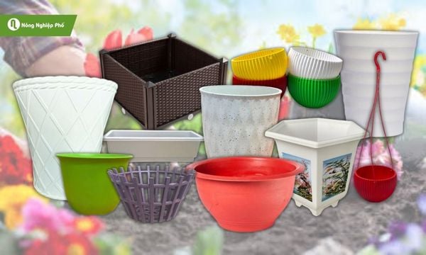 Tùy thuộc vào loại cây bạn muốn trồng để lựa chọn chậu thích hợp.