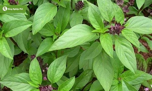 Rau húng quế phù hợp khi trồng ở ban công