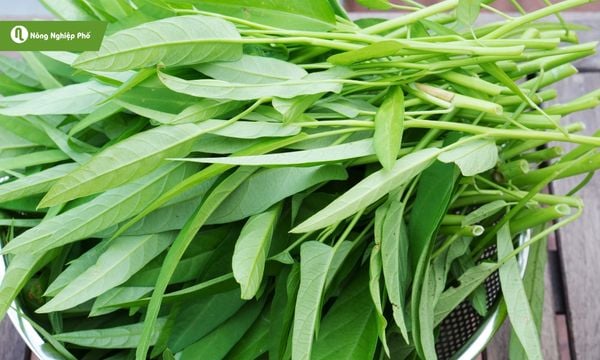Rau muống ưa nắng thích hợp trồng ở ban công
