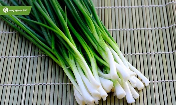 Hành lá dễ trồng từ gốc hành cho đến củ giống