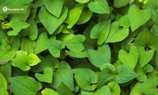 Rau diếp cá sinh trưởng tốt quanh năm