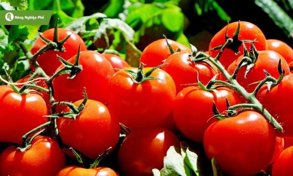 Cà chua phù hợp cho mọi khu vườn