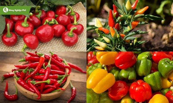 Trồng ớt trên ban công