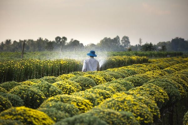 Các loại đất trồng phổ biến nhất ở Việt Nam