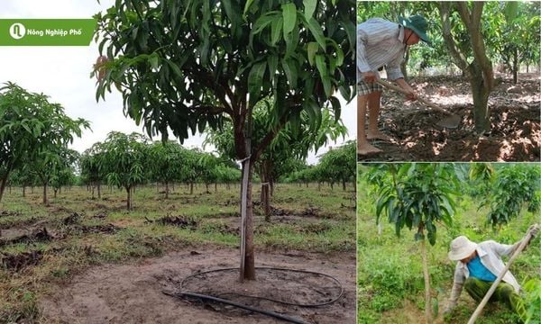 Bón phân đúng kỹ thuật