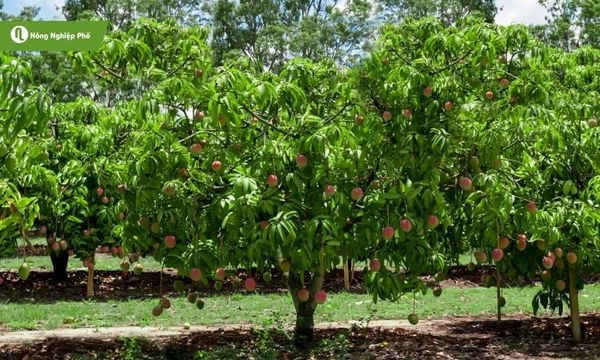 Bón phân thúc đúng cách sẽ giúp tăng năng suất và chất lượng trái đồng đều