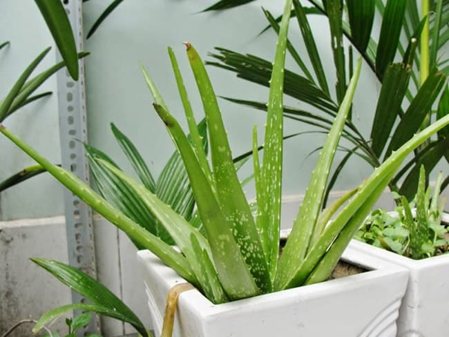 Nha Đam là loại cây cảnh quen thuộc của nhiều gia đình.