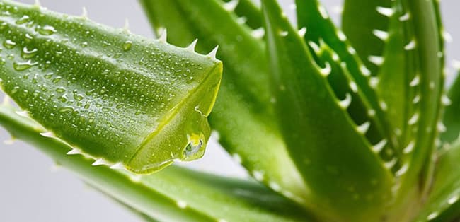 Đảm bảo sử dụng Nha Đam một lượng vừa phải