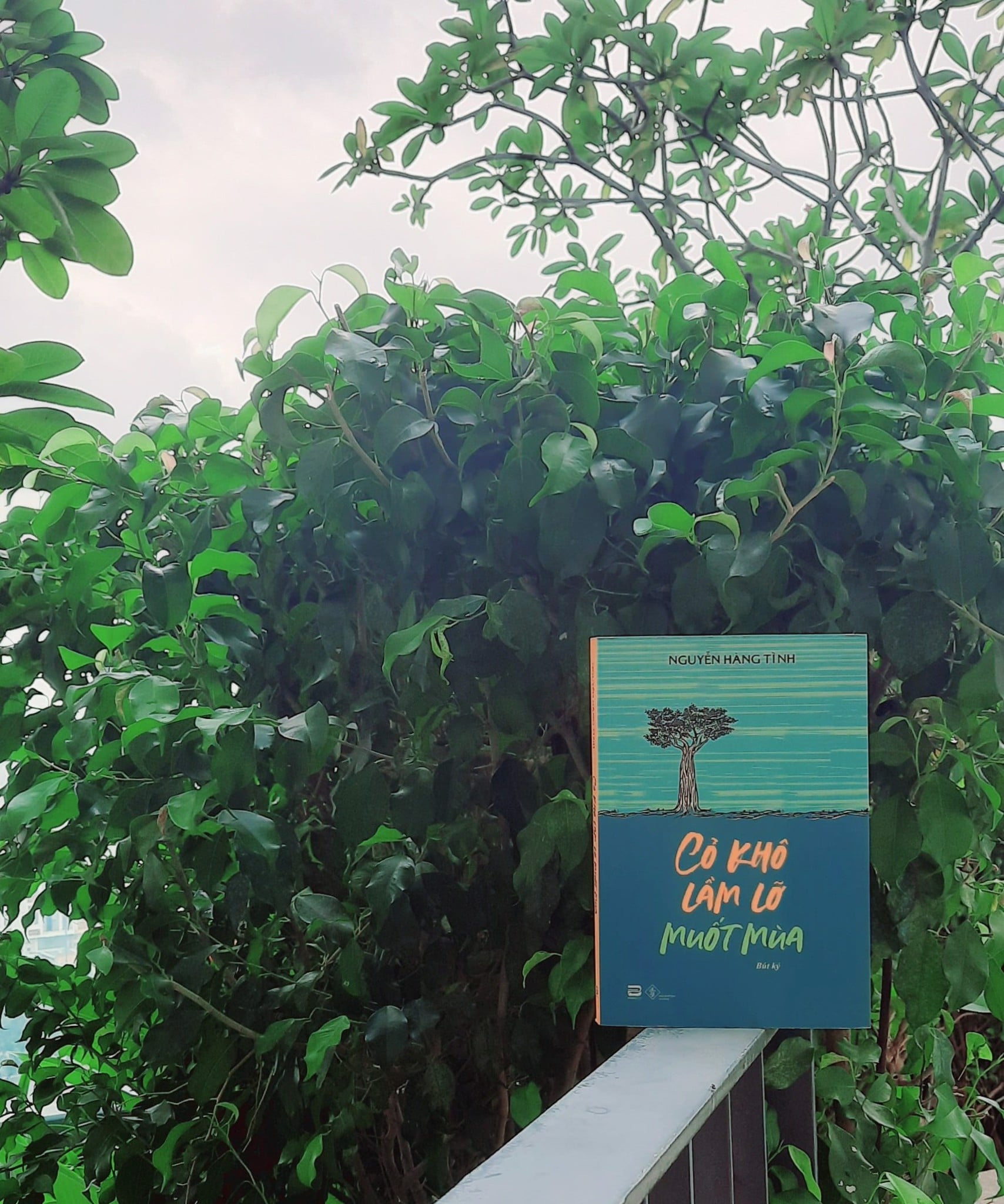 Nguyễn Hàng Tình - 