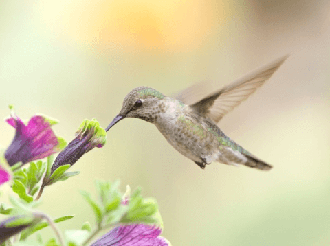 Bật mí lý do tại sao các Văn phòng Quản lý dự án Agile (Agile PMO) lại được ví với loài chim Ruồi?