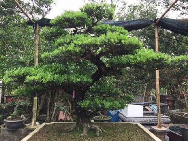Hướng dẫn cách uốn tỉa cây tùng La Hán từ dân chơi
