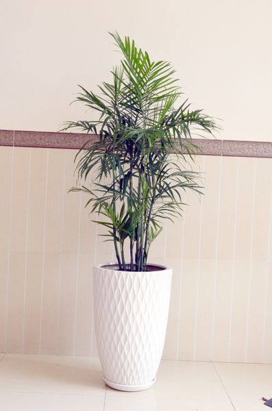Mang gió Đại Tây Dương đến văn phòng khi thuê cây cau Hawai – Siêu thị cây  cảnh