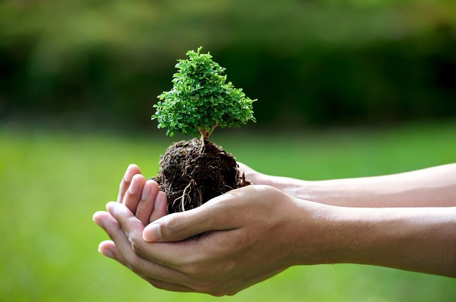 cây cảnh để bàn cho người mệnh mộc