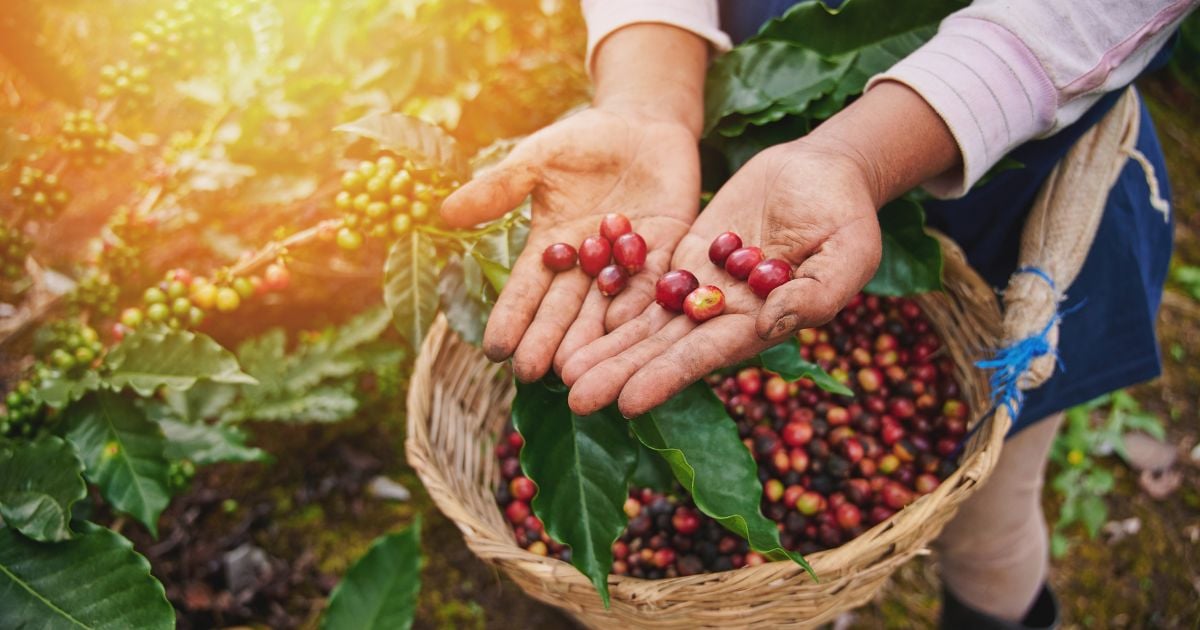 Tìm hiểu sự ảnh hưởng của đất trồng đến quá trình sinh trưởng của cây cà phê