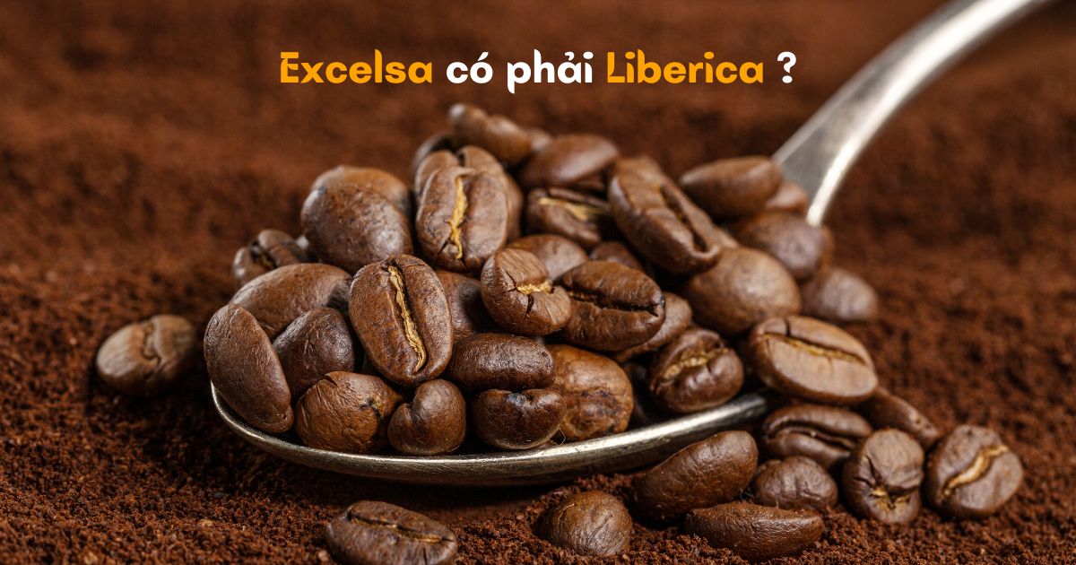 Cà phê Excelsa có phải là cà phê Liberica? Làm sao để phân biệt 2 loại cà phê này?