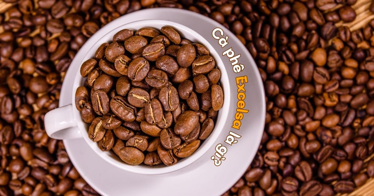 Cà phê Excelsa là gì? Tiềm năng phát triển của Excelsa trong ngành cà phê