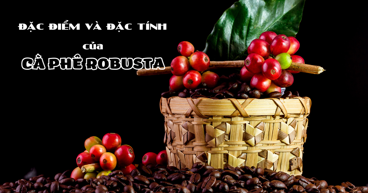 Những điều thú vị về đặc điểm và đặc tính của giống cây cà phê Robusta