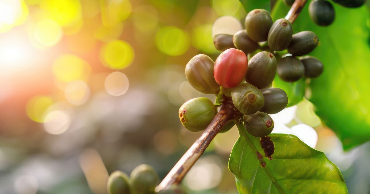 Độ cao và nhiệt độ ảnh hưởng như thế nào đến quá trình trồng cà phê?