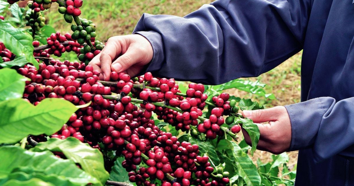 Tìm hiểu về giai đoạn thu hoạch và phương pháp thu hoạch quả cà phê
