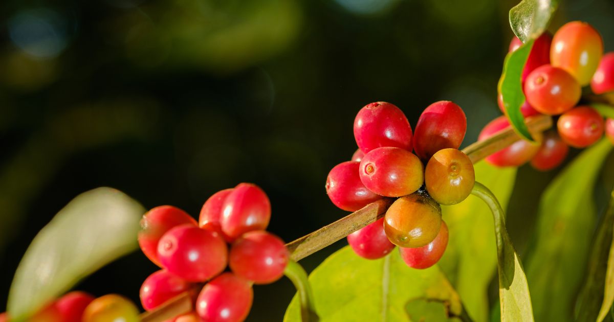 Khí hậu ảnh hưởng như thế nào đến quá trình trồng cà phê?