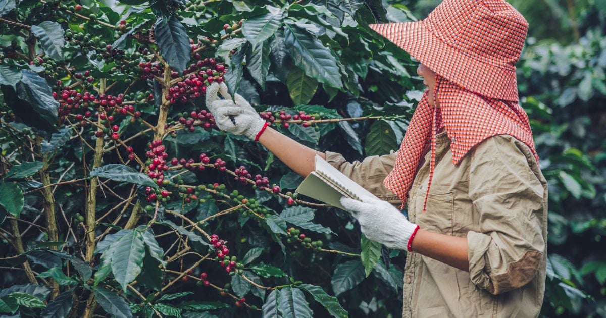 Kỹ thuật chăm sóc cây cà phê Robusta công nghệ cao, cho năng suất khủng