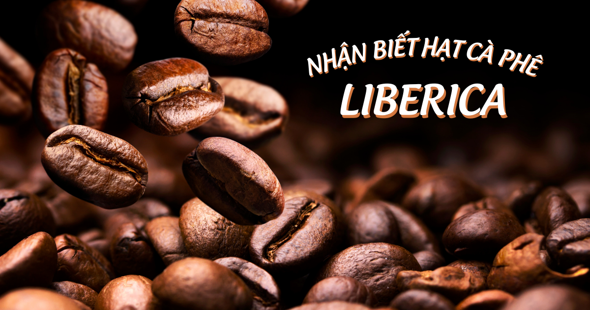Làm sao để nhận biết cà phê Liberica? Phân biệt cà phê Liberica với Arabica và Robusta
