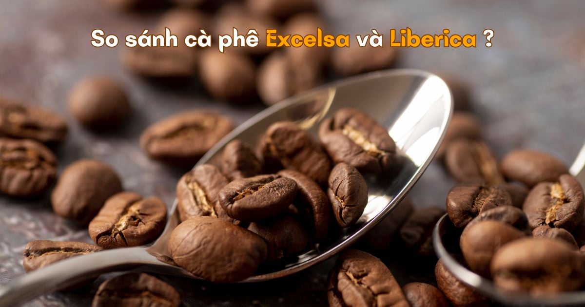 Cà phê Liberica - Excelsa và 5 điểm khác biệt thú vị