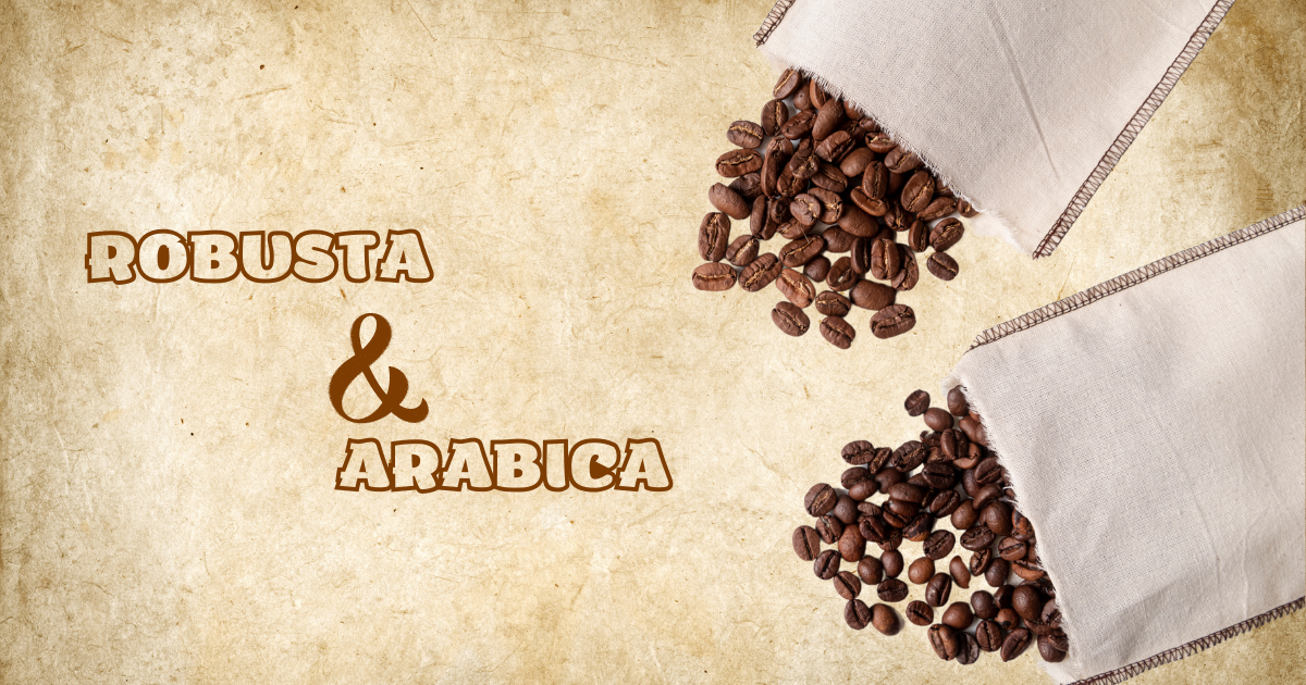 So sánh điểm khác biệt giữa cà phê Robusta và Arabica? Đâu là những điều bạn nên biết?