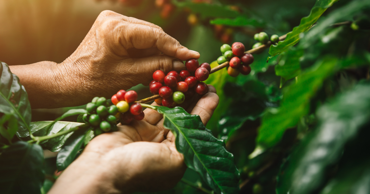 Hạt ngọc nâu “Arabica” và vùng đất trồng cà phê Arabica nổi tiếng