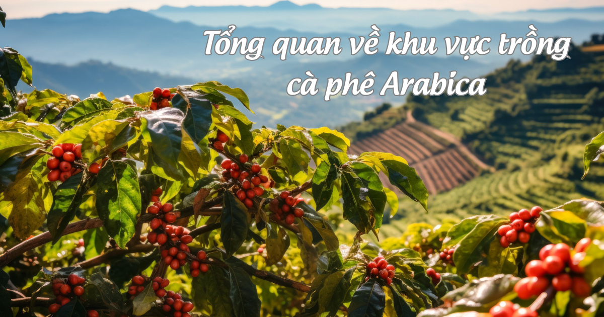 Tổng quan về khu vực trồng Arabica - giống cà phê đứng vị trí hàng đầu đầu thế giới