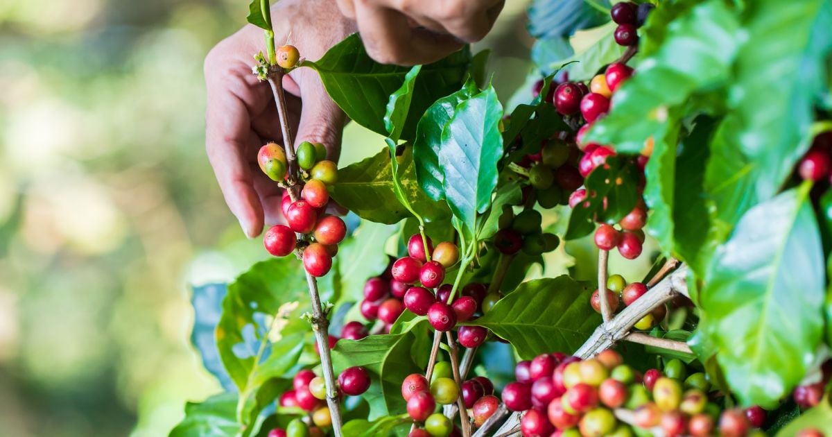 Khám phá TOP 5 hạt giống cà phê có năng suất cao tại thị trường Việt Nam