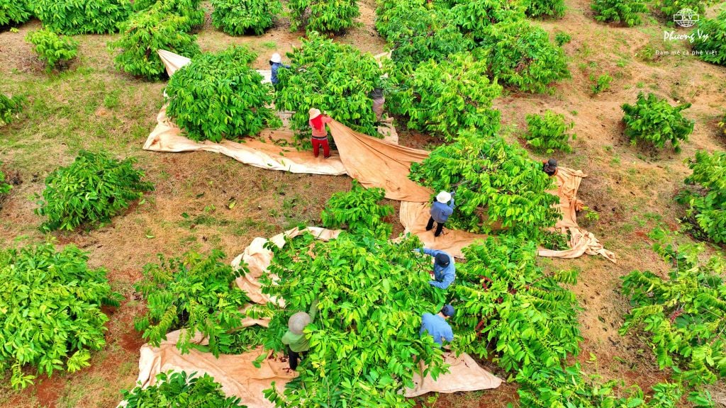 Thu hoạch cà phê robusta tại Phương Vy Farm vùng trồng cà phê tại Dakmil - Dak nong