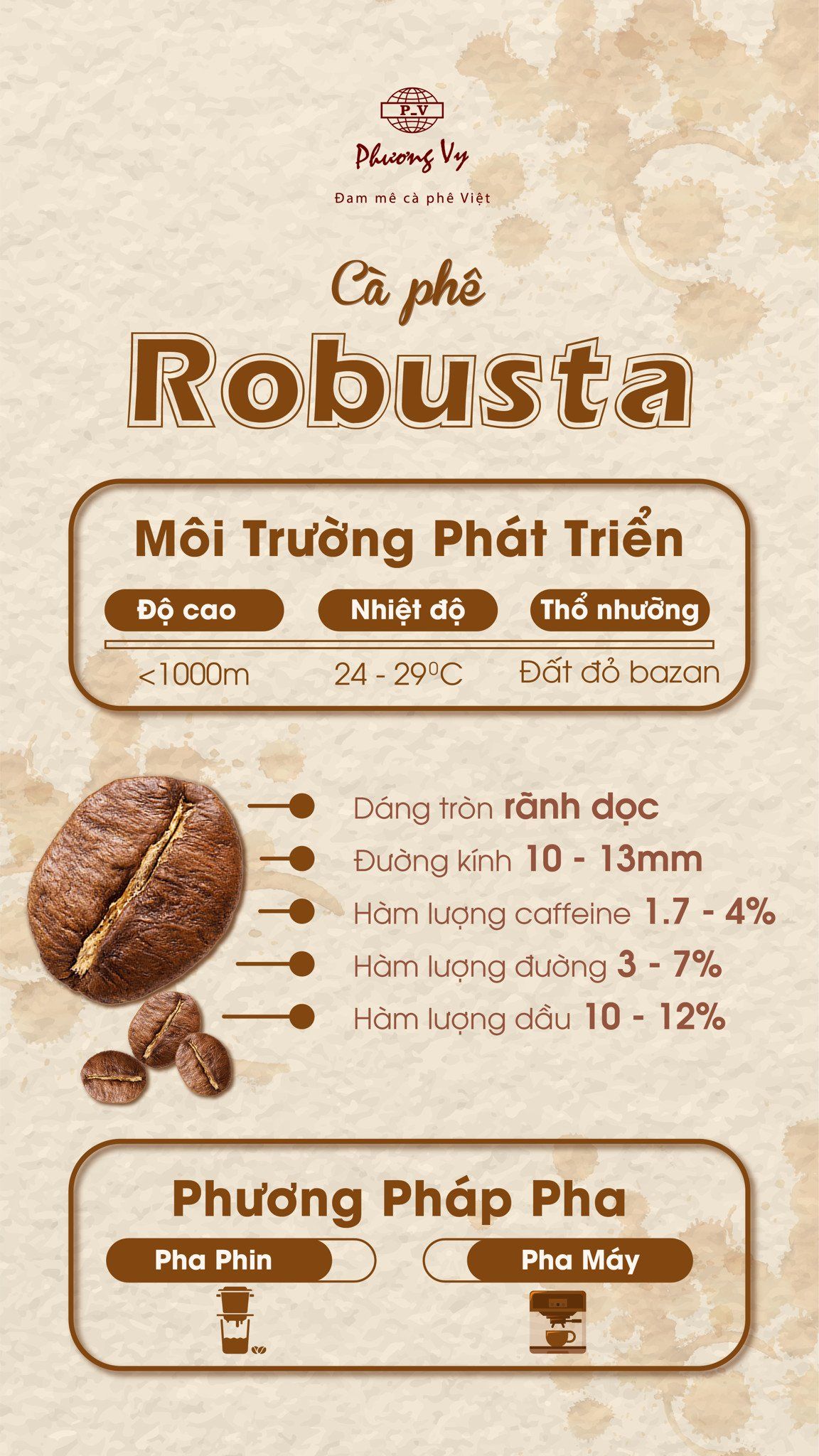 Cà phê robusta và điểm đặc trưng