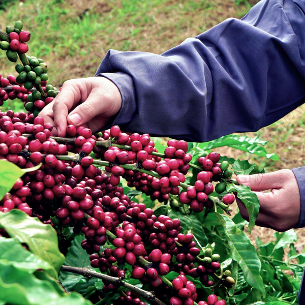 Cà phê robusta tại Việt Nam