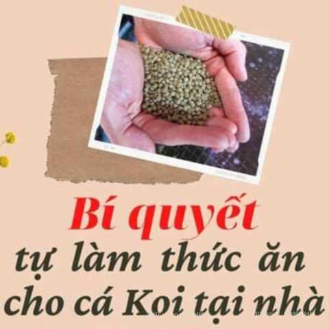 Có Nên Tự Làm Thức ăn Cho Cá Koi Tại Nhà Không?