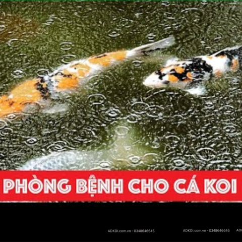 Các Bệnh Cá Koi Thường Gặp Vào Mùa Mưa Và Cách Phòng Ngừa Đơn Giản Tại Nhà