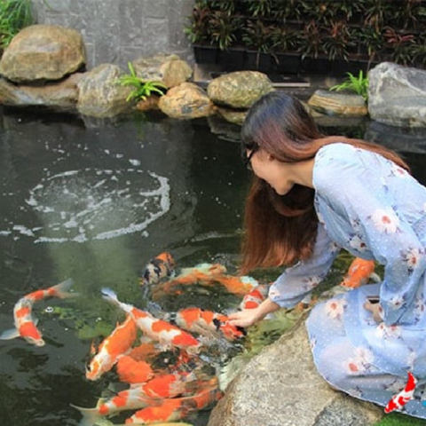 Người quá bận rộn có nên nuôi cá Koi?