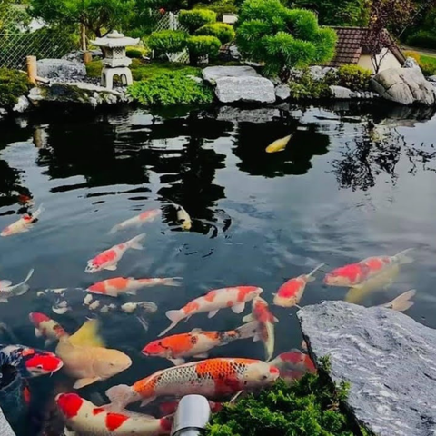 Nuôi Koi dễ hay khó? Những điều người mới bắt đầu cần biết