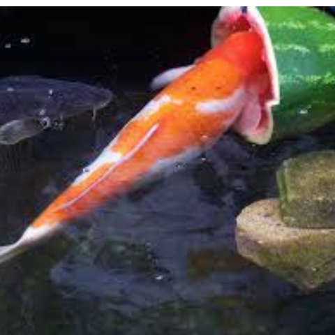 Cá Koi ăn gì để khỏe đẹp? Bí quyết chọn cám tốt nhất