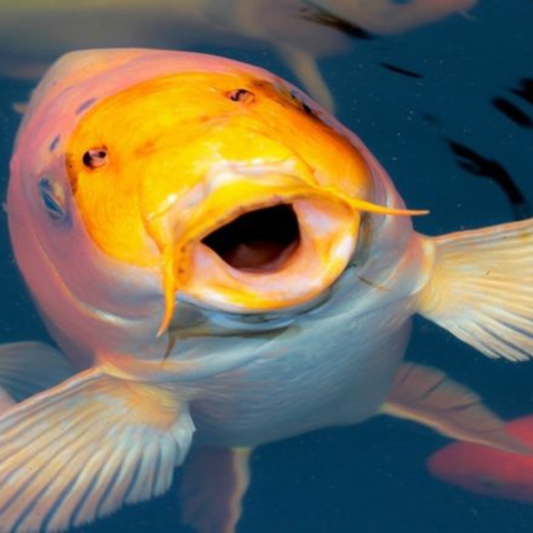5 bí quyết bảo vệ cá Koi khỏi nắng nóng mùa hè