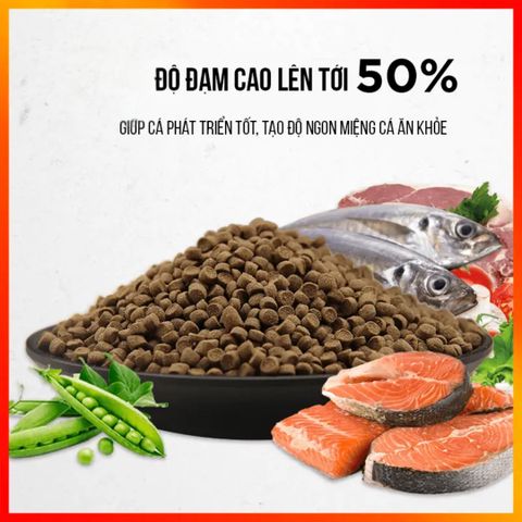 Lý Do Cá Koi Lớn Chậm Dù Dùng Thức Ăn 