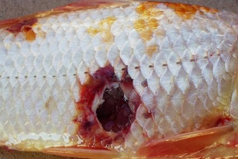 Bệnh do trùng bao tử sợi THELOHANELLOSIS ở cá KOI