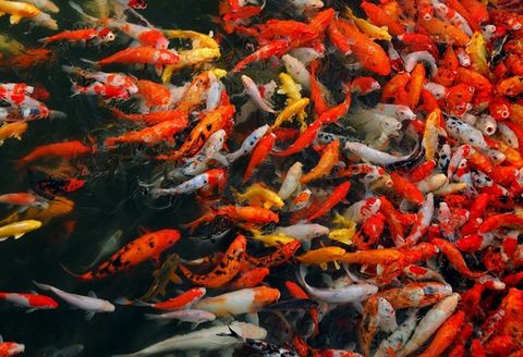 Có Nên Nuôi Cá Koi Khi Điều Kiện Kinh Tế Eo Hẹp?