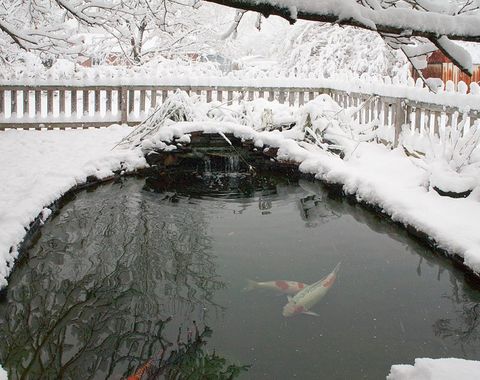Hướng dẫn cho cá KOI ăn khi thời tiết đổi mùa
