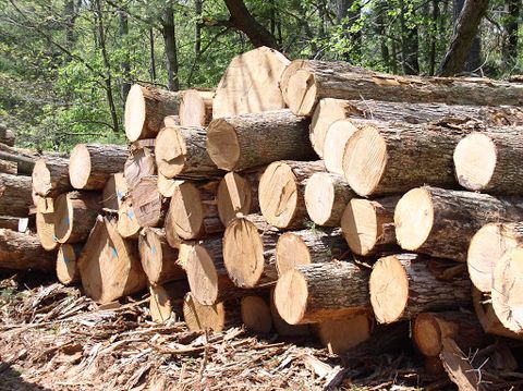 Tư Vấn Chứng Nhận Tiêu Chuẩn TLV - Timber Legality Verification