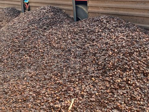 Chuyên cung cấp bã vỏ hạt điều có chứng nhận ISCC, GGL